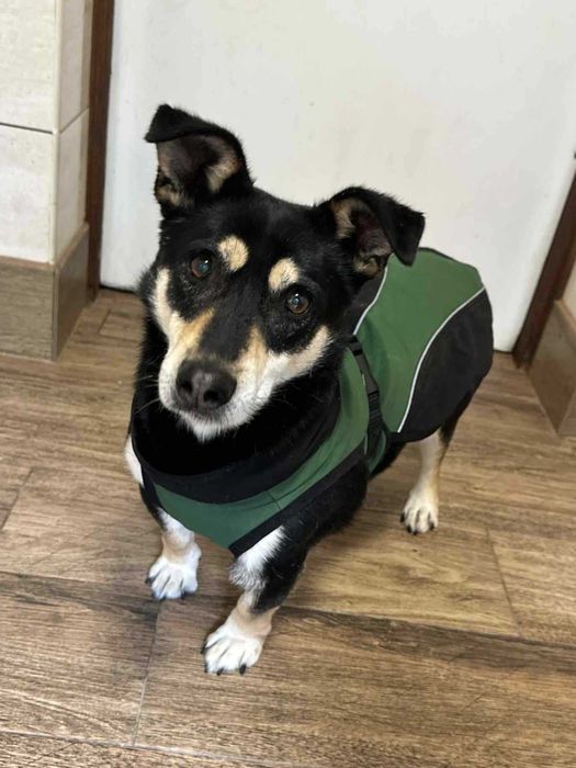 Boczuś  9 l waga 15 kg w schronisku w lututowie