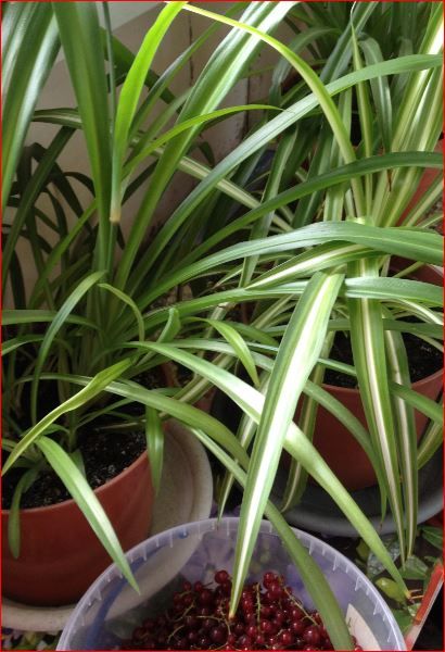 Хлорофитум хохлатый (Chlorophytum comosum)