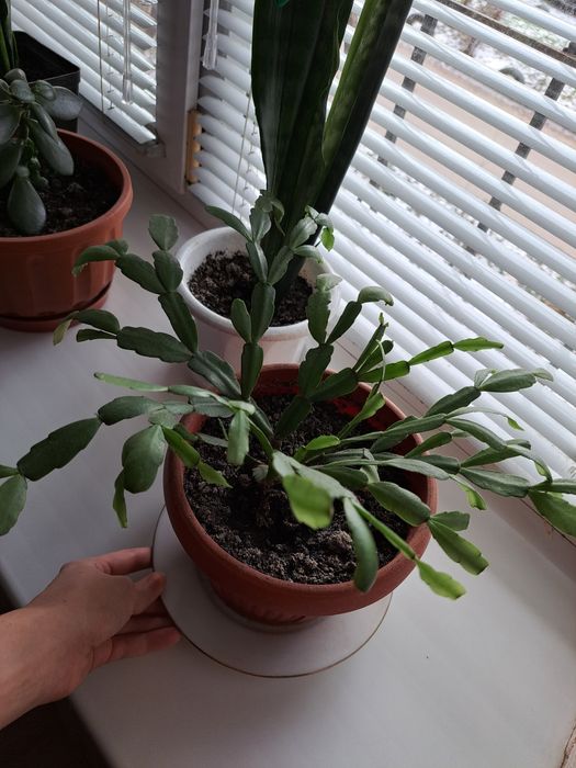 Продам різдвяник рожевий