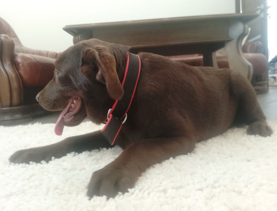 Лабрадор ретривер дівчата