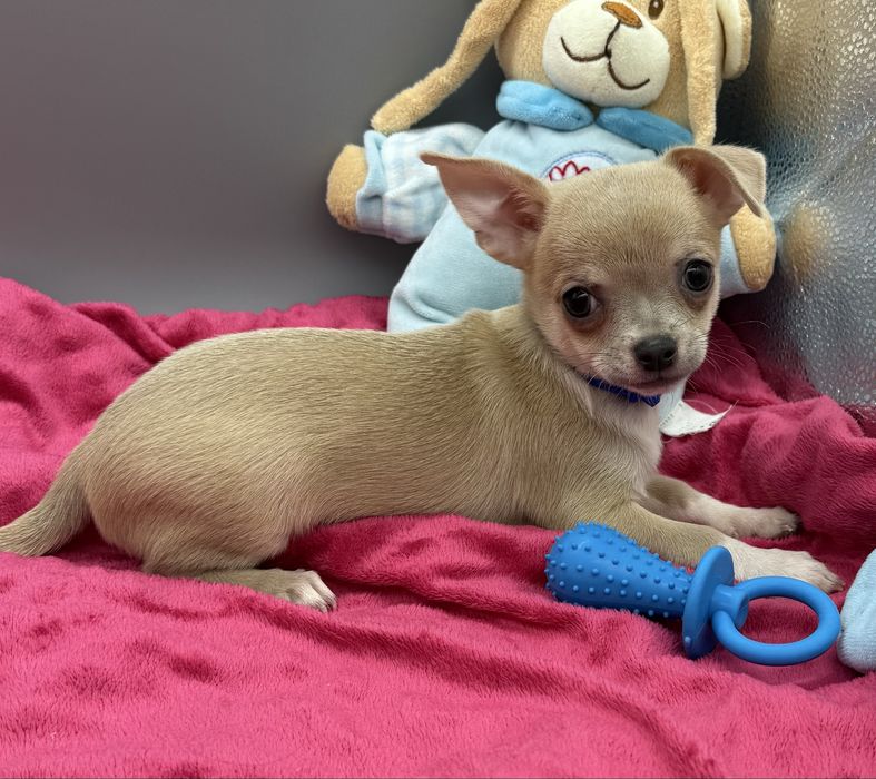 Chihuahua *piesek*
