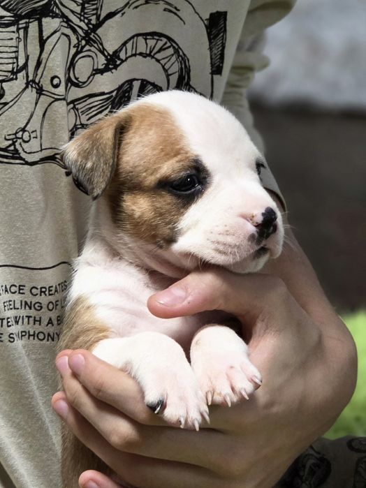 Wyjątkowy Samczyk American Staffordshire Terrier Amstaff ZKwP FCI