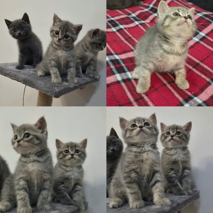 Продам шотландських прямовухих кошенят.
скотіш-страйт Шотлаські прямовухі