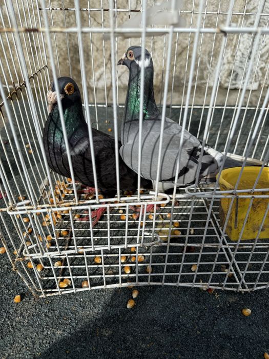 Pombos pombos pombos