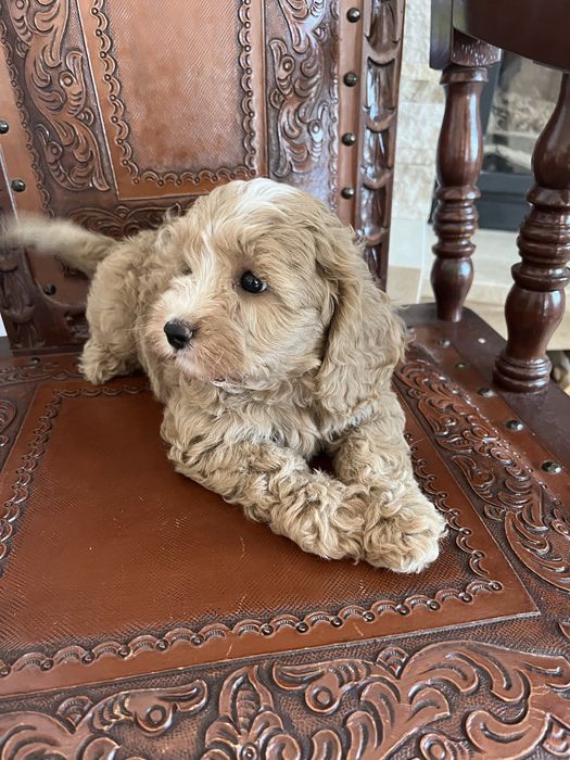 Cavapoo piesek juz do odbioru