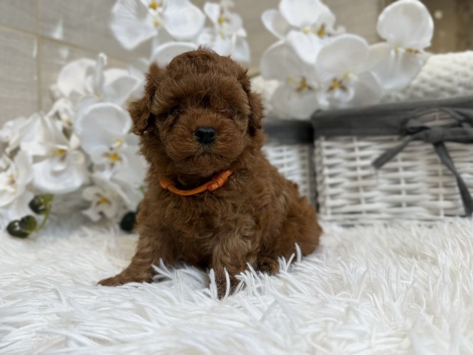 Pudel toy red ( red brown),  xxs, teacup malutkie suczki