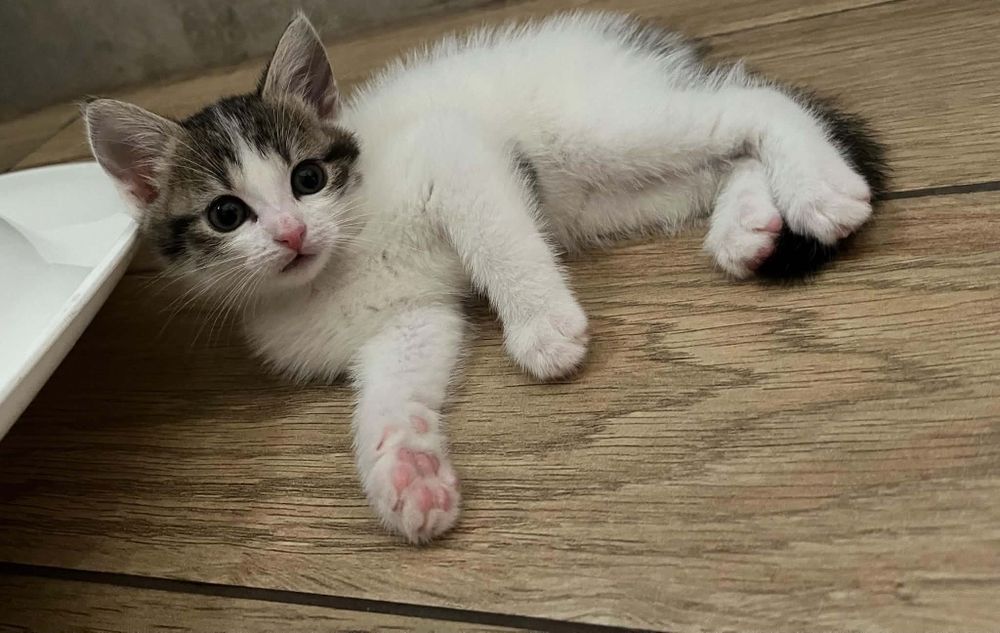 Kotki do adopcji. Mama kotka brytyjska