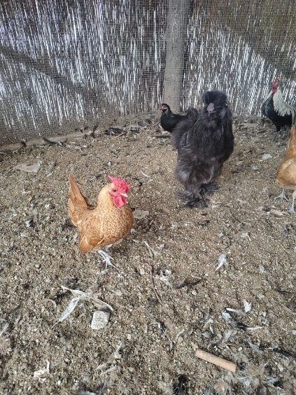 Koguty silki i sebrytka