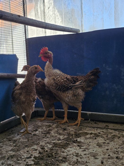 Frangas E galo 3 meses