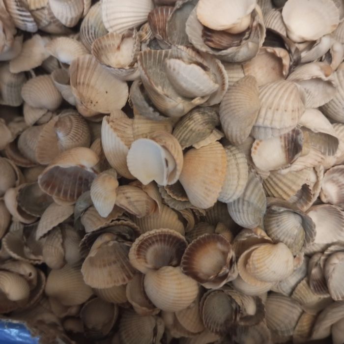 Ракушки продам 500 гр
