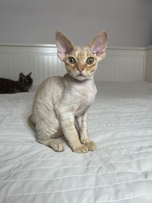Rudy kocurek Devon Rex Płock • OLX.pl