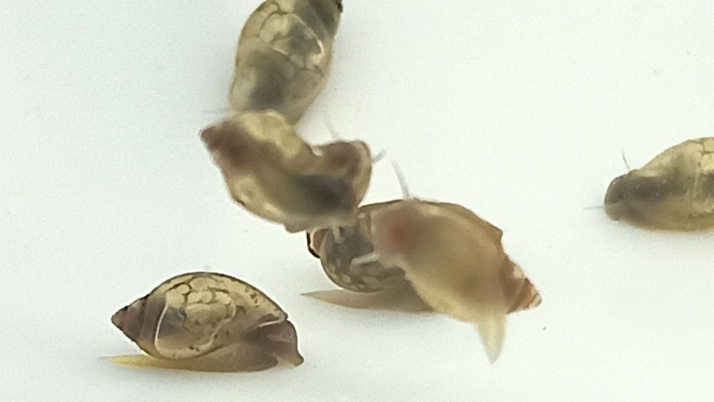 Caracóis de aquário Physa