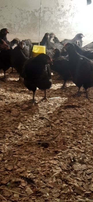 Продам кур Джерсийский Гигант