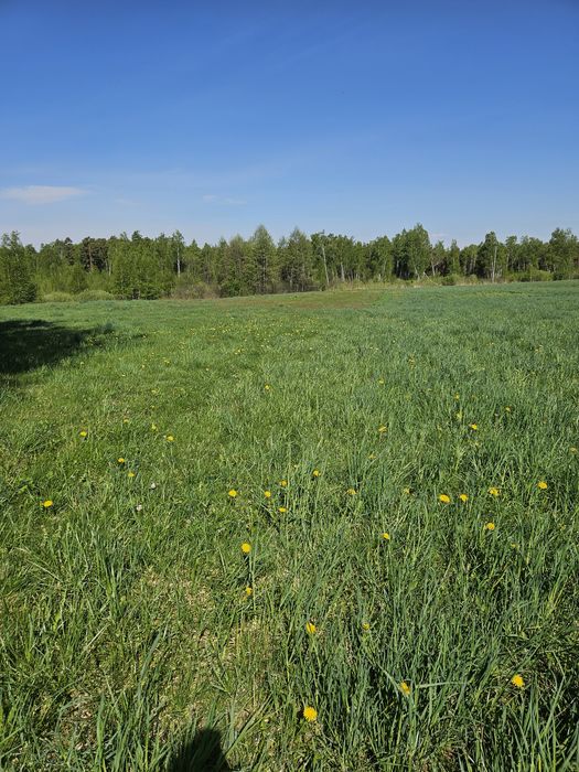Duża nieruchomość rolna z lasem w miejscowości Suchorzec (9,5 ha) - Widok 2