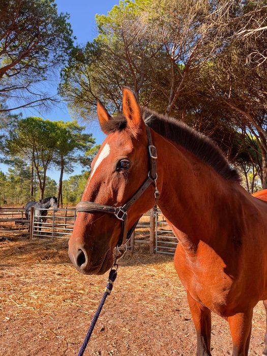 Égua Lusitana com livro azul