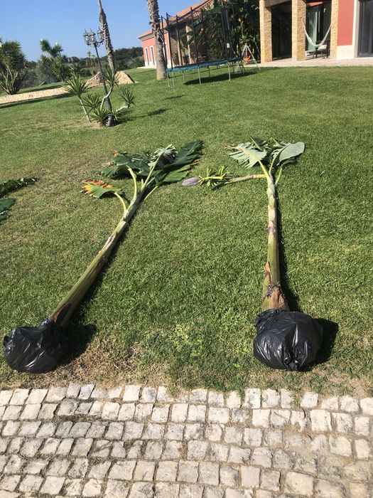 Bananeira com +/- 2m