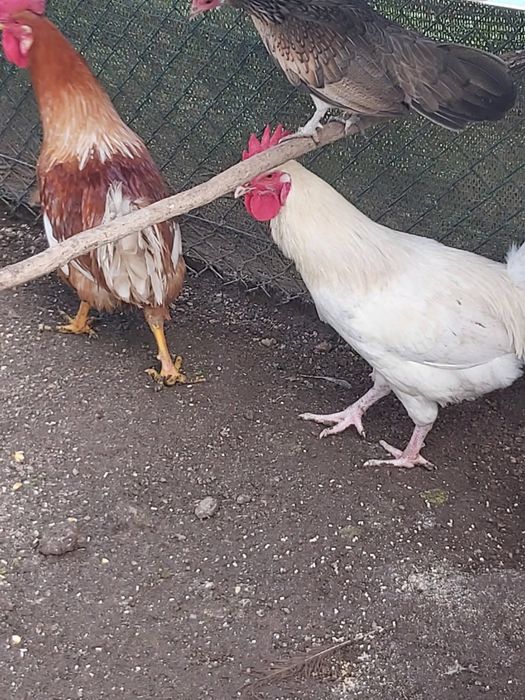 Gansos tolouse adultos