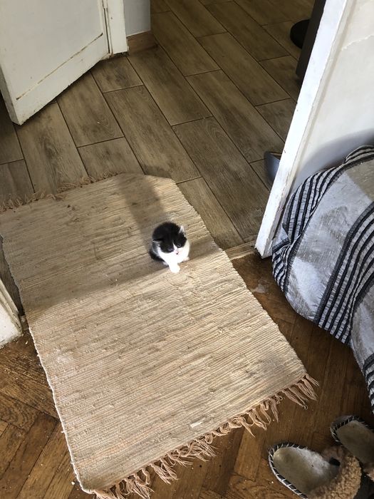 Котята 1,5 мес ангора