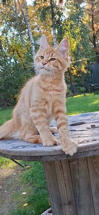 Kocurek Maine Coon