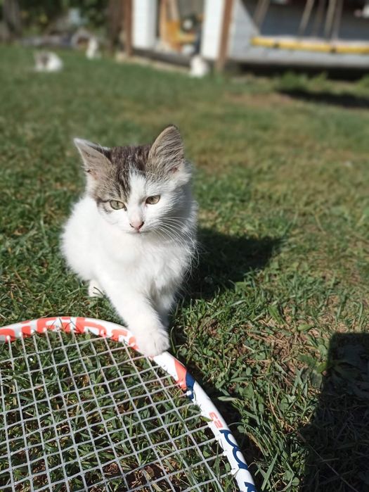 Дві красуні шукають свої домівки