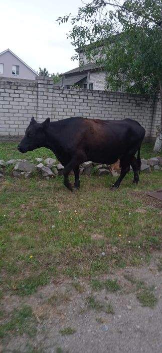 Продається тільна корова