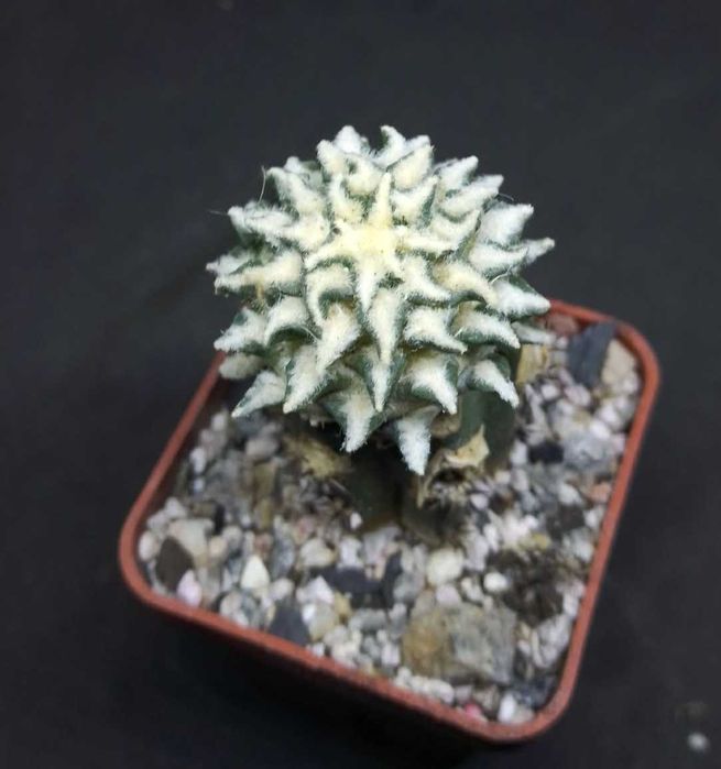 Кактуси і насіння