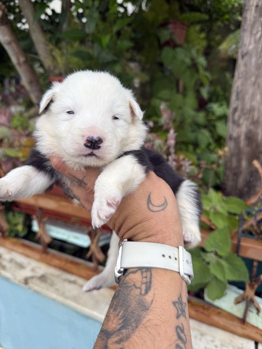 Excelente menino  border collie