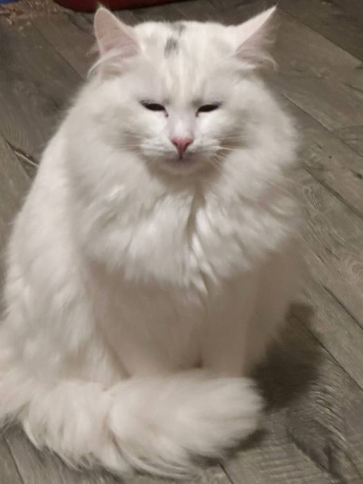 Кошенята , котики