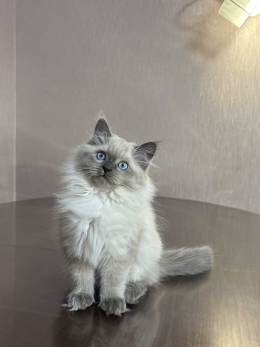 Кошеня Невська маскарадна