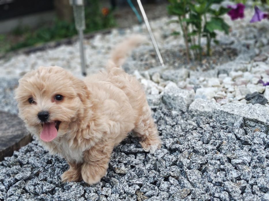 Maltipoo z metryką