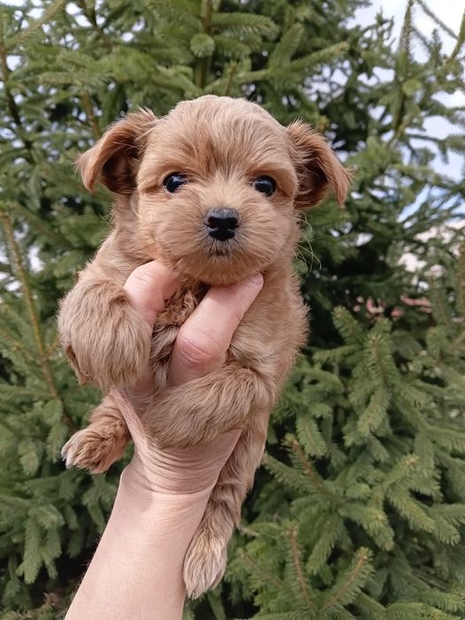 Мальтіпу 3 мальчіка і 1 девочкі