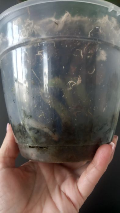 Орхідея біг ліп Miki Rhythm Dancer 115