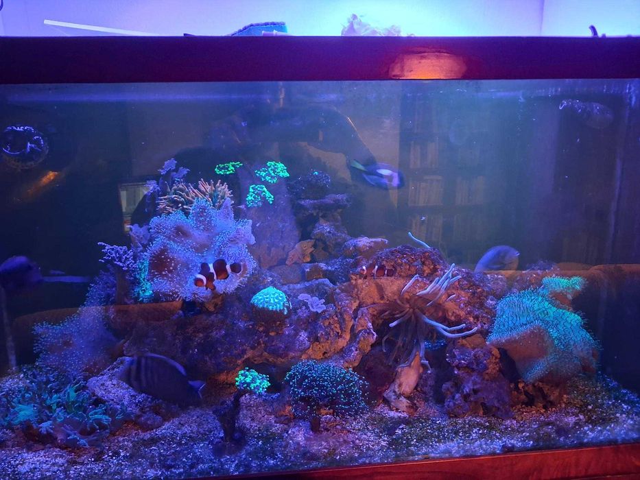 Peixes de agua Salgada