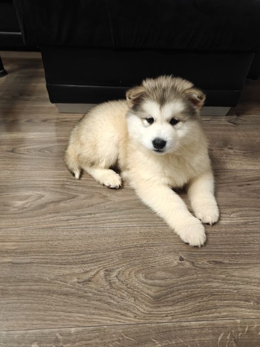 Alaskan Malamute