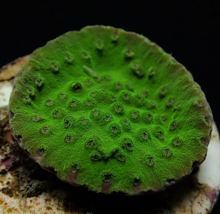 Turbinaria mesenterina - frag