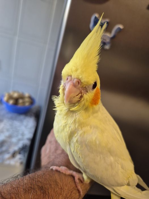 Caturras domesticados
