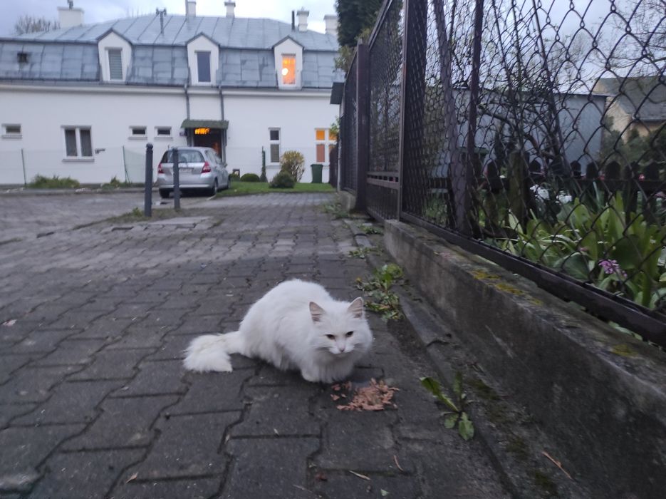 Czyj ten kotek cały biały chyba kotka ,na pewno jest kogoś .