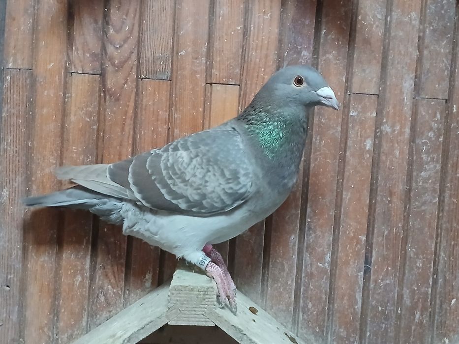 Gołębie pocztowe  stipper brown almond