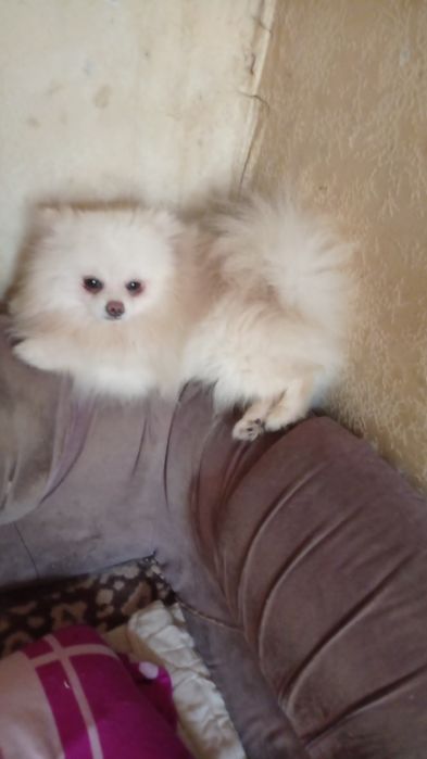 Щенки померанского шпица.