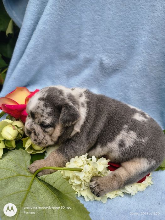 Цуценята французького бульдога