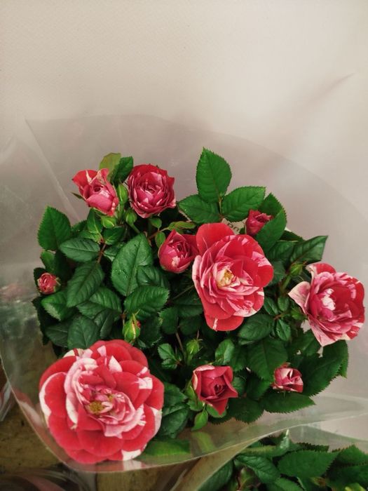 Троянда.Азалія.Шлюмбергера.