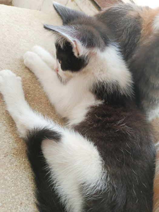 Gatinho bebé para adoção