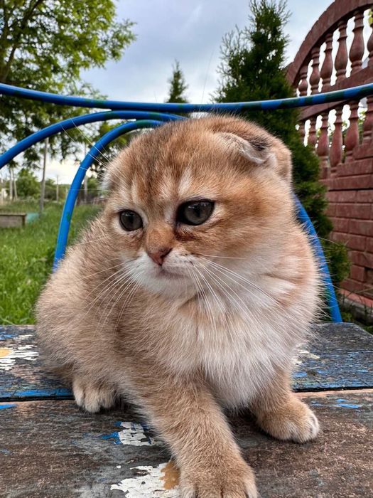 Продаемо чудових котенят !