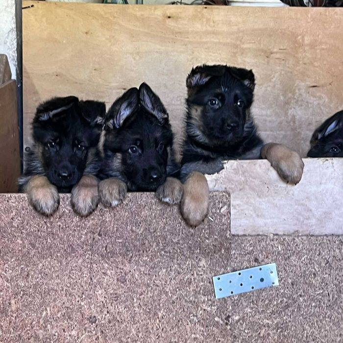 Цуценята німецької вівчарки, 1,5 міс.