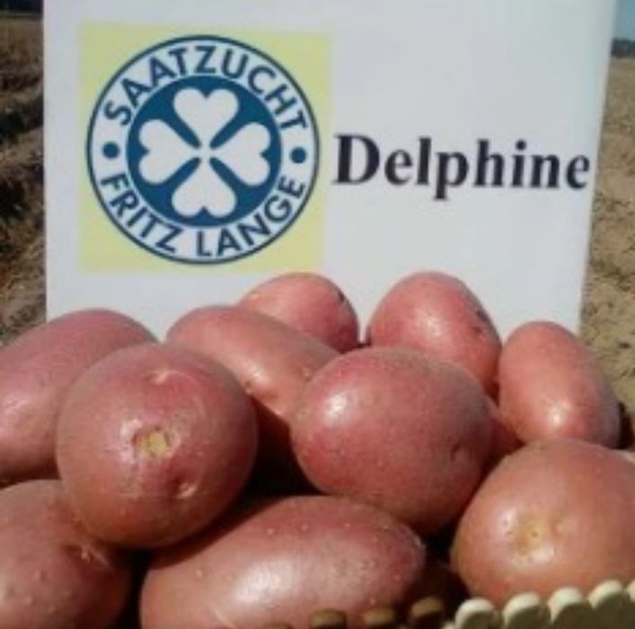 Насінєва картопля Дельфіне і рев'єра ( 2 - репродук) насінева, картоф