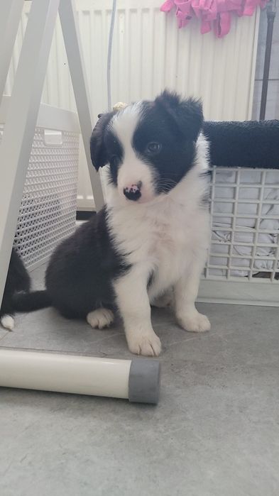 Border Collie suczka