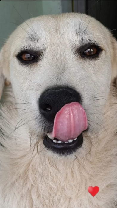 Cão de porte grande