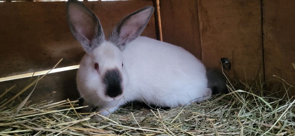 Кролики каліфорнійці