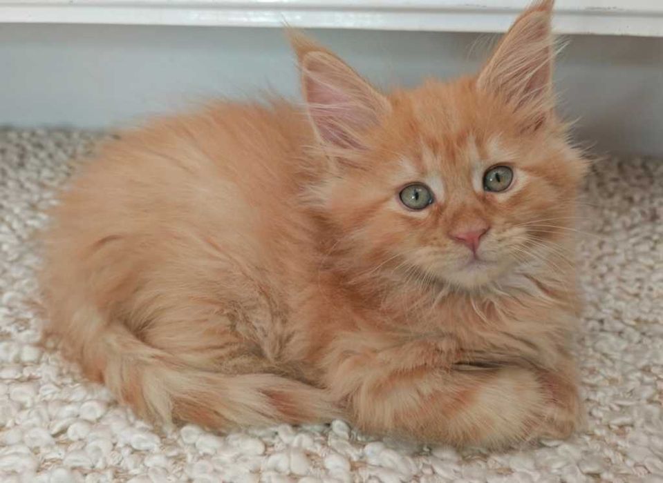 Maine Coon RUDY Amigo