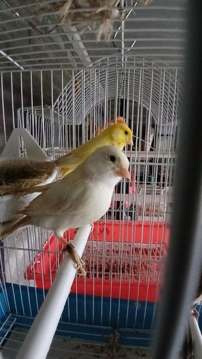 Canaria Branca  2025